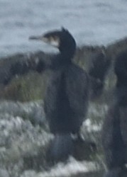 Great Cormorant - ML620578446