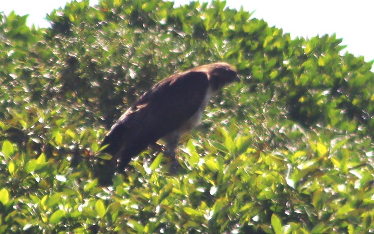 Red-tailed Hawk - ML620578455