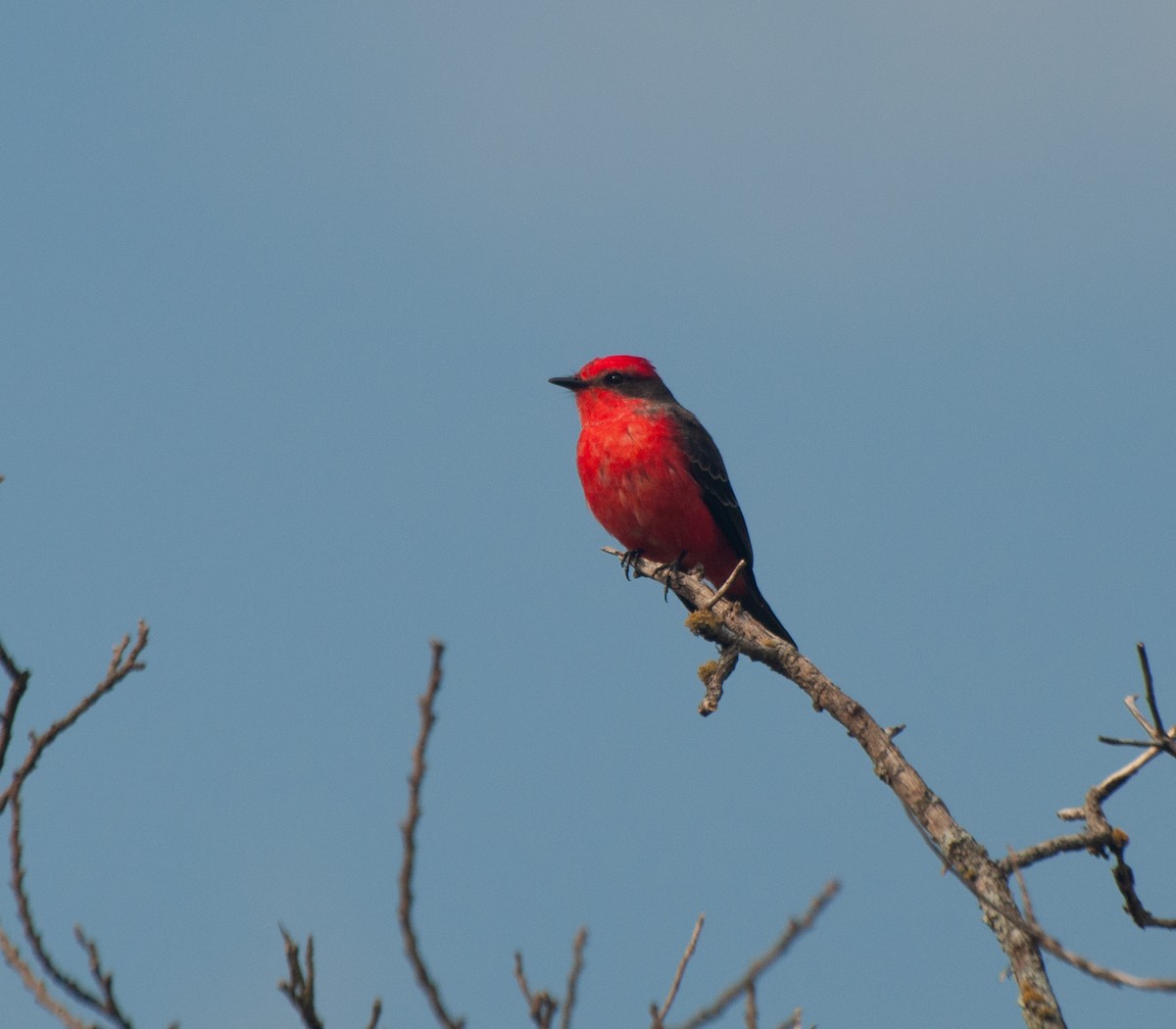 Vermilion Flycatcher (Austral) - ML620578460