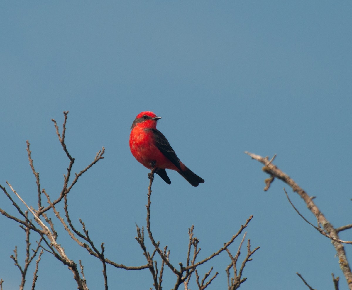 Vermilion Flycatcher (Austral) - ML620578466