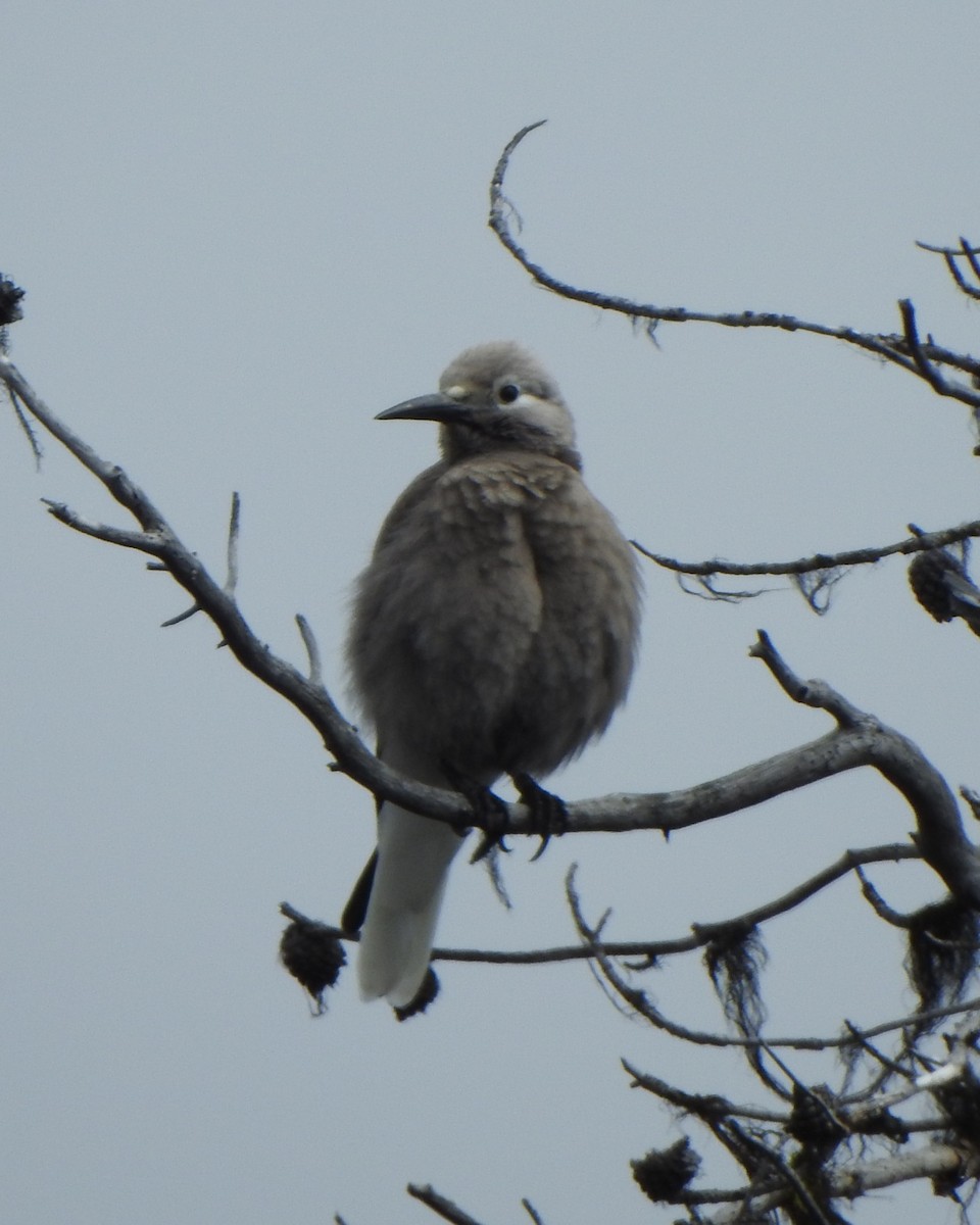 Clark's Nutcracker - ML620578468