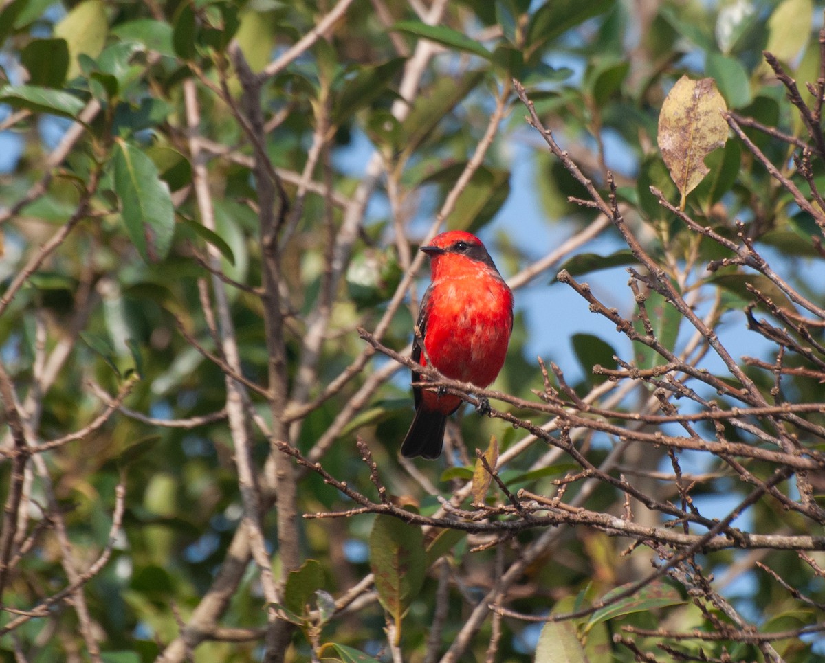 Vermilion Flycatcher (Austral) - ML620578471