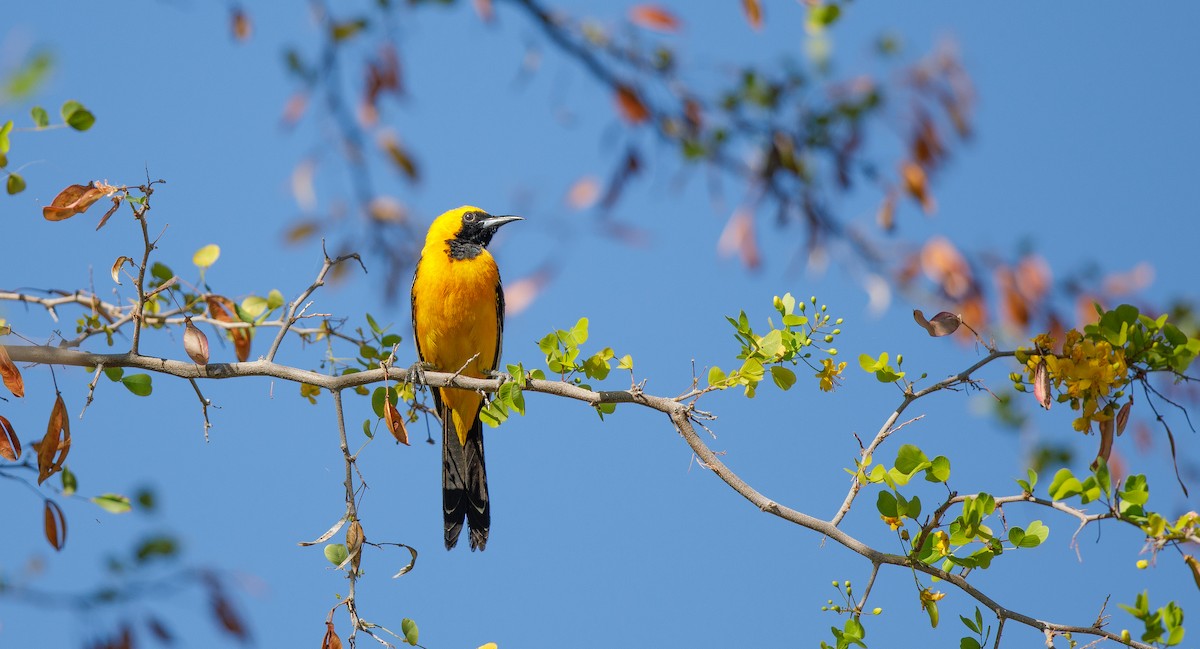 Hooded Oriole (nelsoni Group) - ML620578478