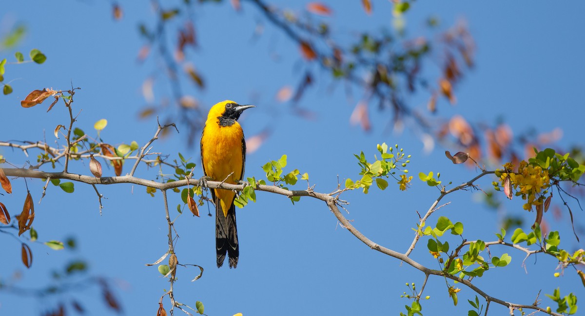 Oriole masqué (groupe nelsoni) - ML620578478