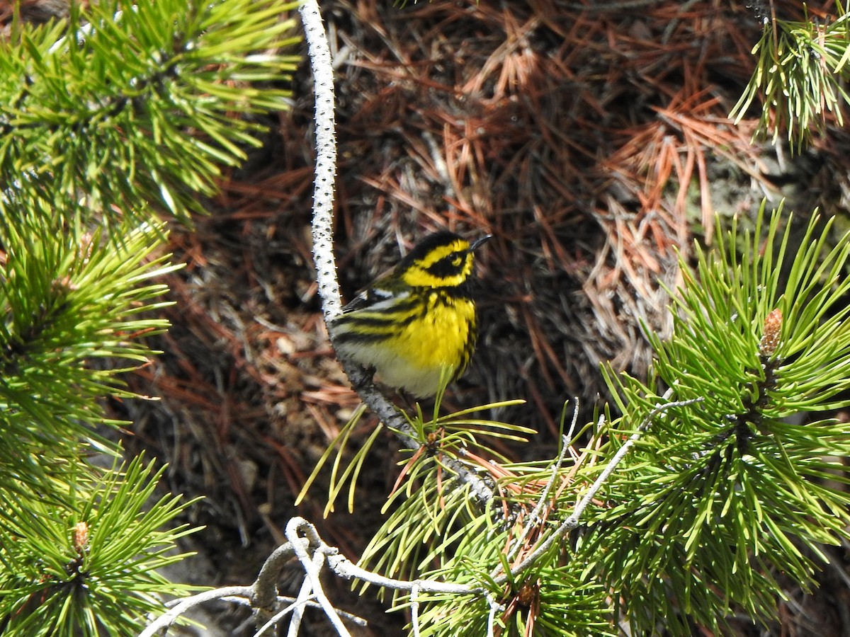 Townsend's Warbler - ML620578480