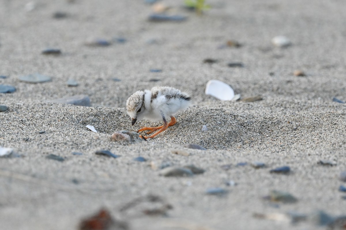 Piping Plover - ML620578486