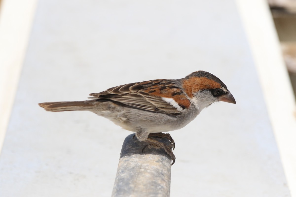Cape Verde Sparrow - ML620578496