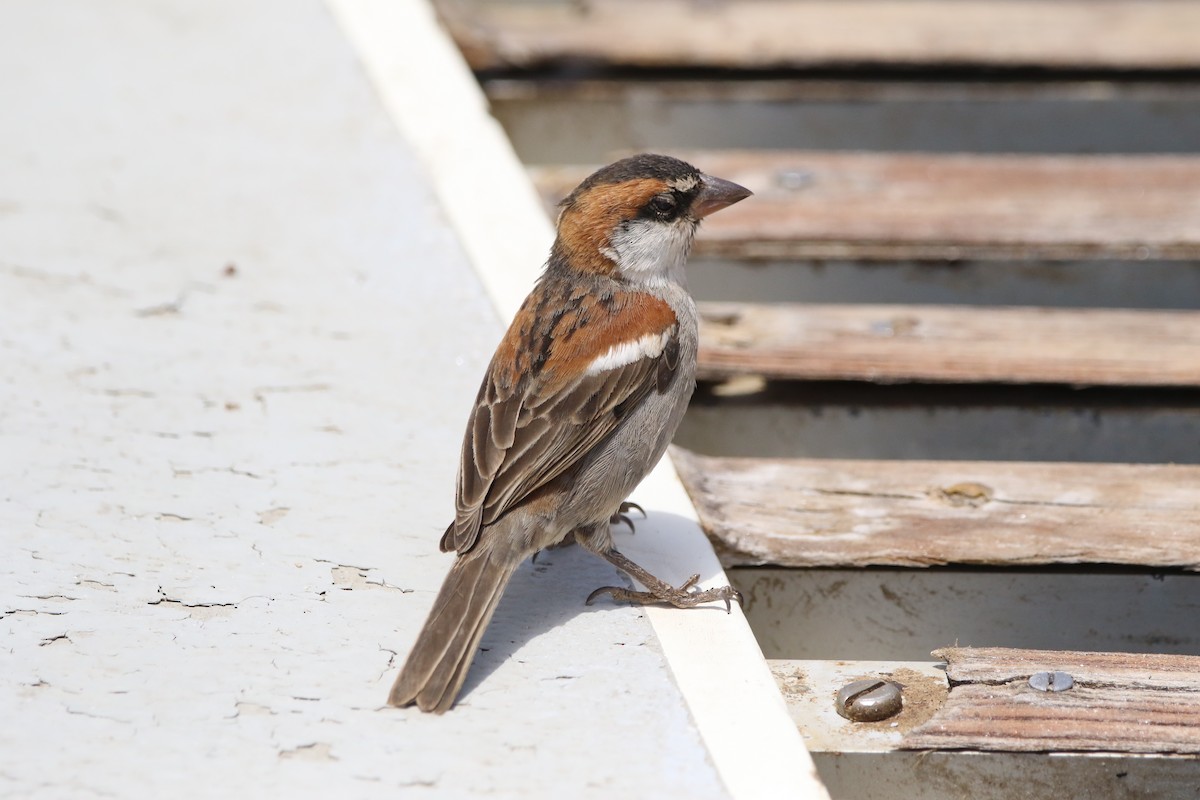 Cape Verde Sparrow - ML620578497