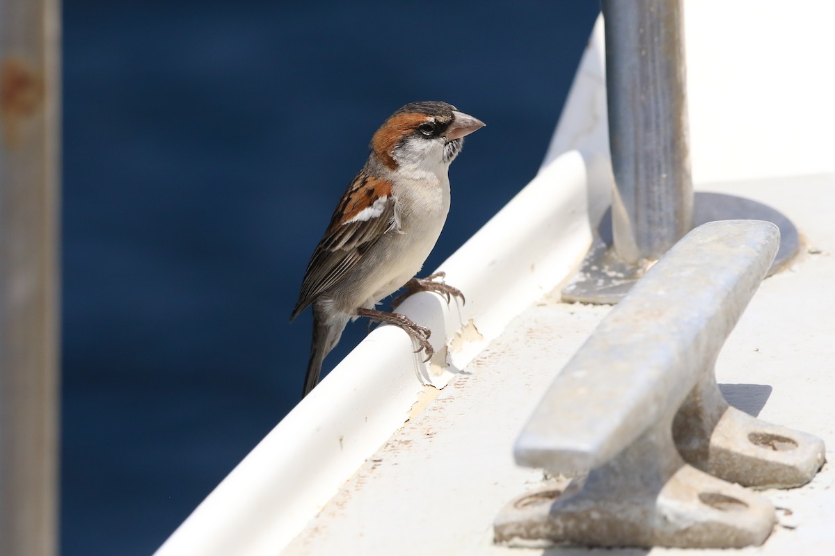 Cape Verde Sparrow - ML620578498