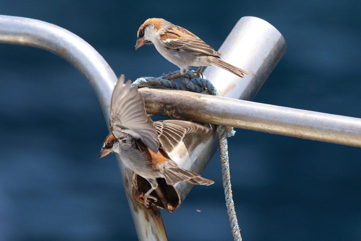 Cape Verde Sparrow - ML620578499
