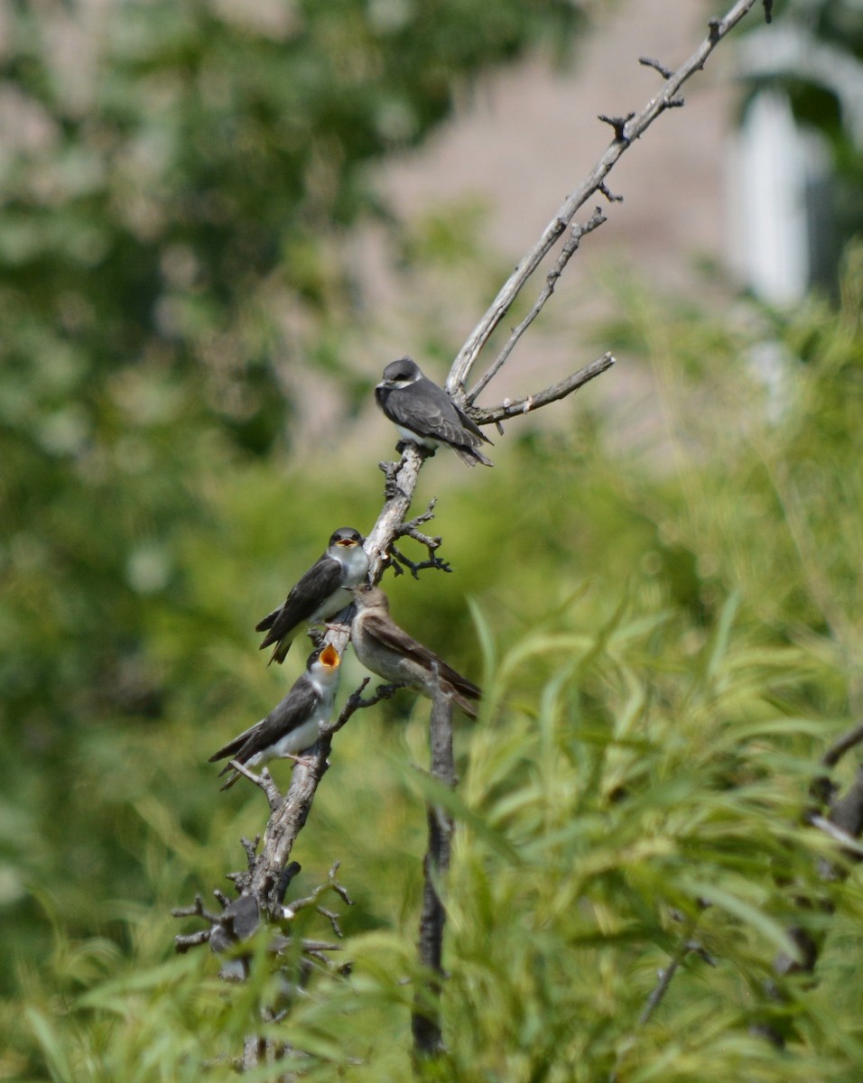 Northern Rough-winged Swallow - ML620578500