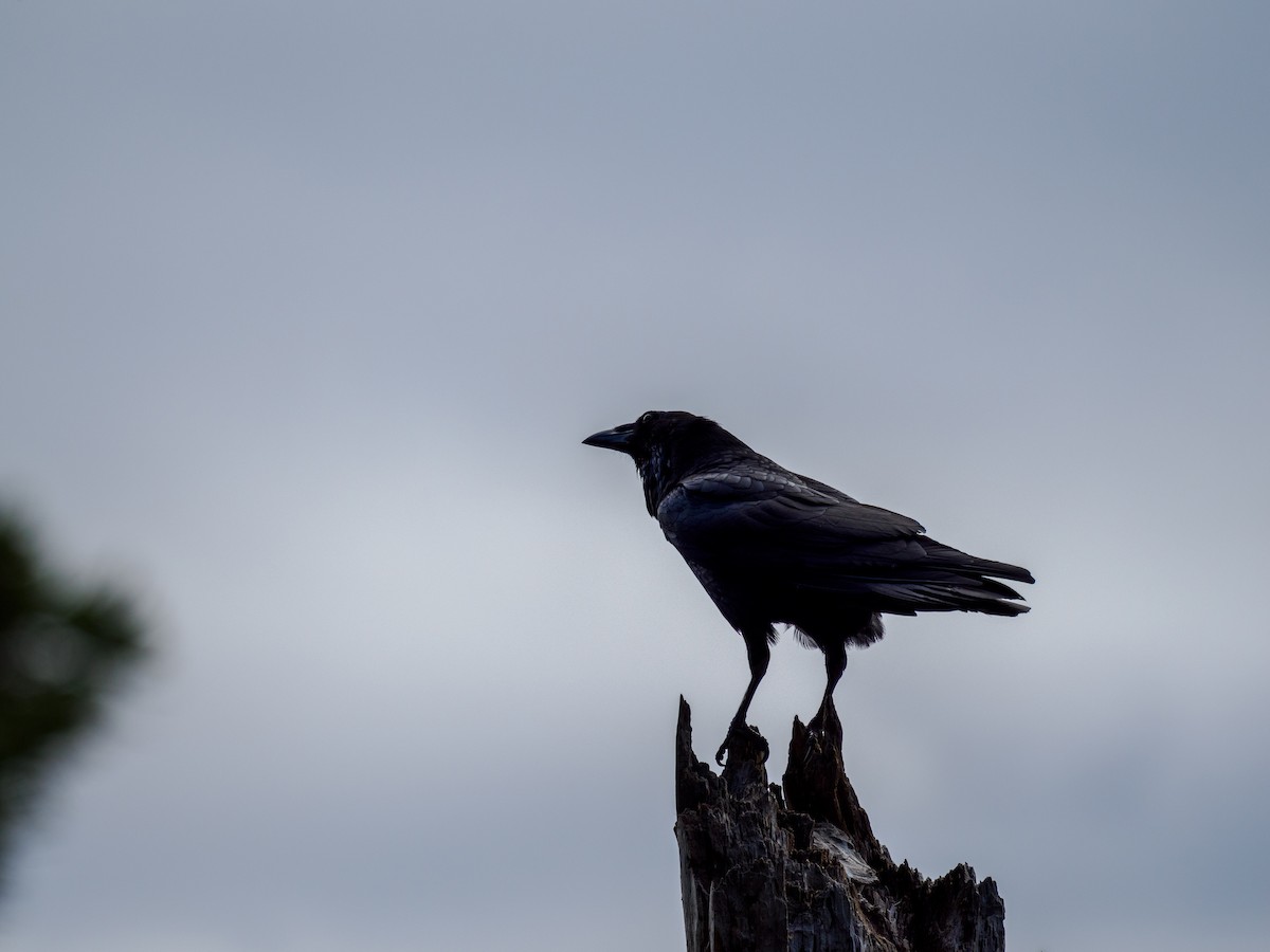 Common Raven - ML620578513