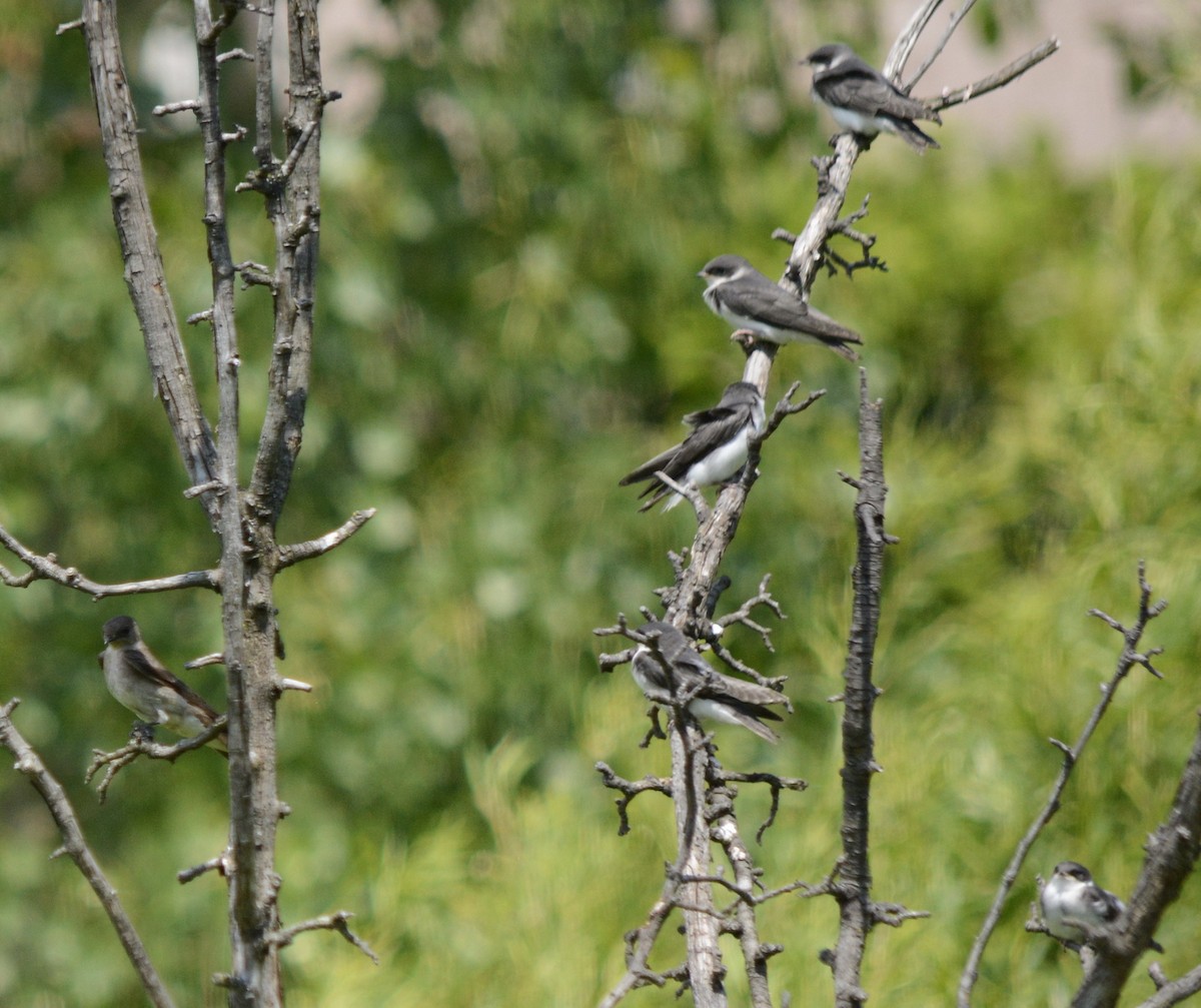 Northern Rough-winged Swallow - ML620578519