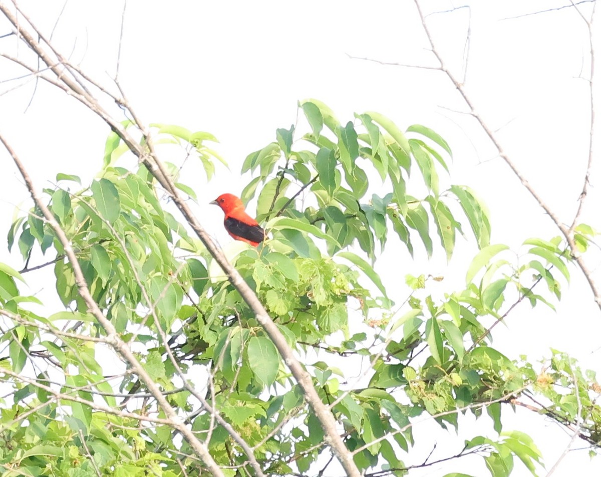 Scarlet Tanager - ML620578527