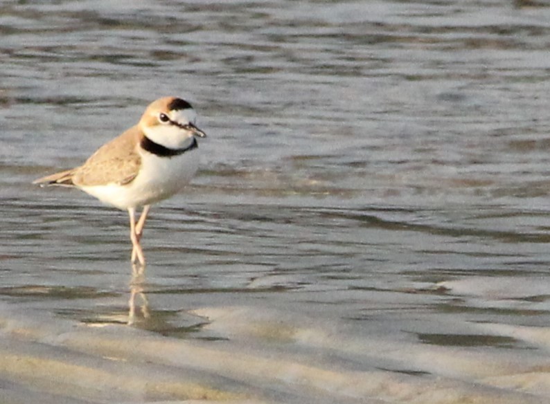 Collared Plover - ML620578528