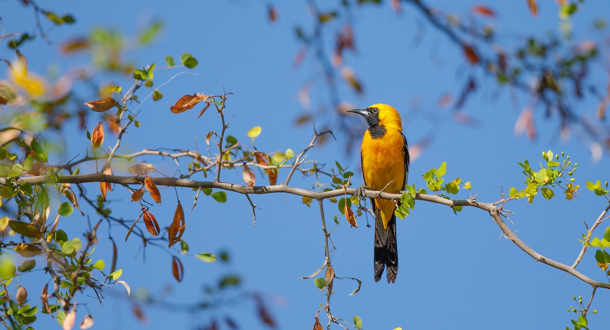 Hooded Oriole (nelsoni Group) - ML620578529