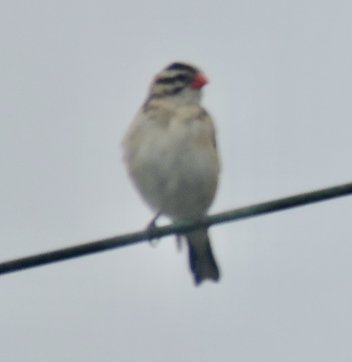 Pin-tailed Whydah - ML620578533