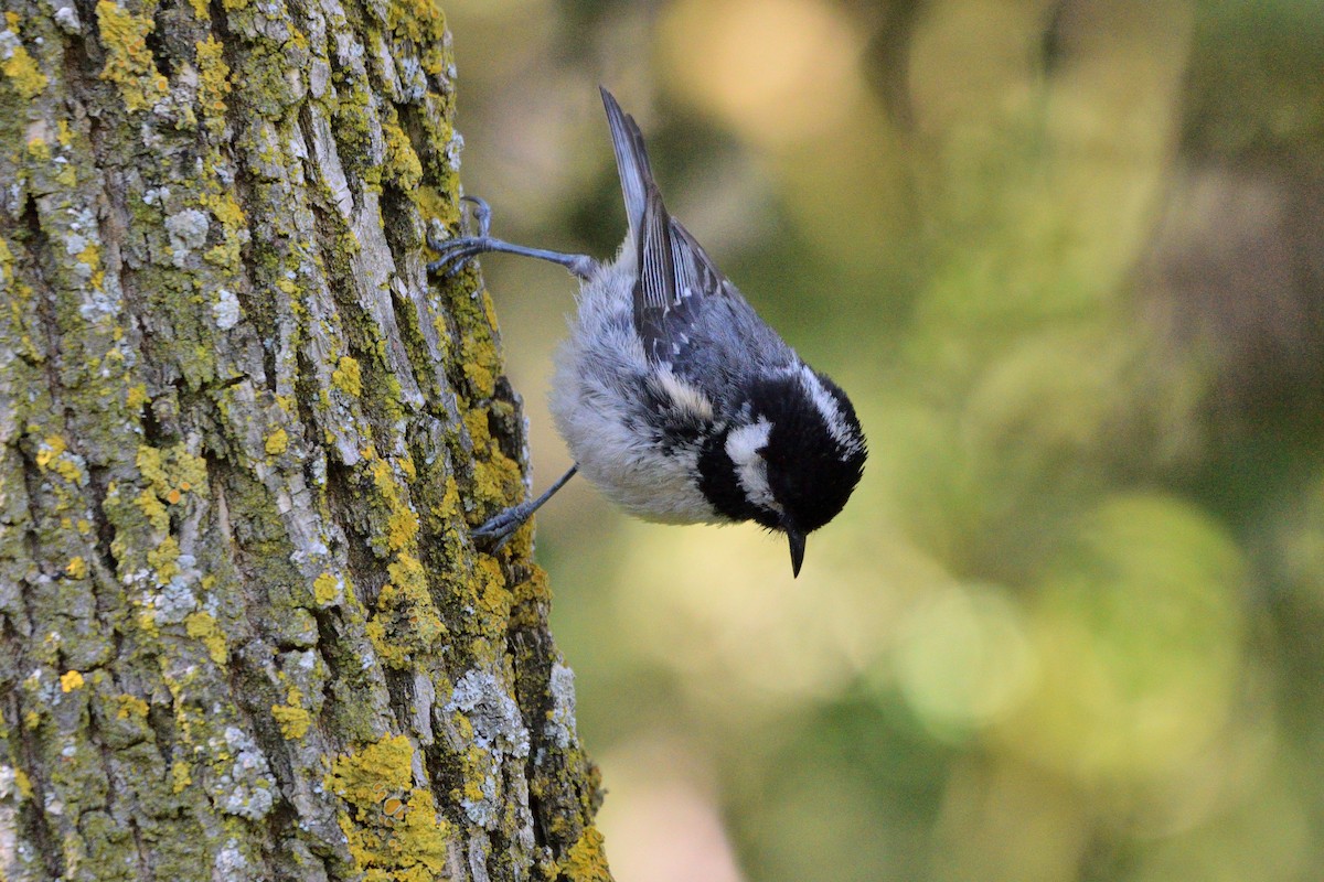 Coal Tit - ML620578545