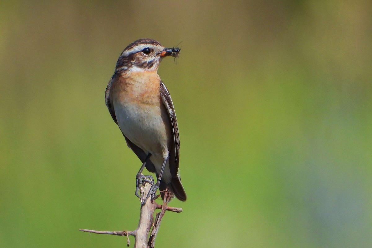 Whinchat - Vladislav Železný