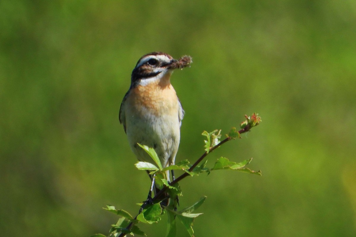 Whinchat - ML620578548