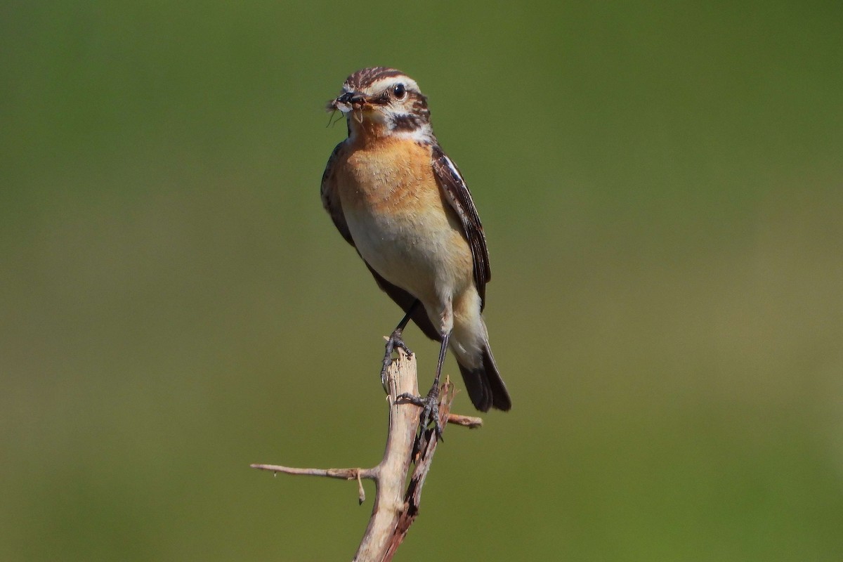 Whinchat - Vladislav Železný