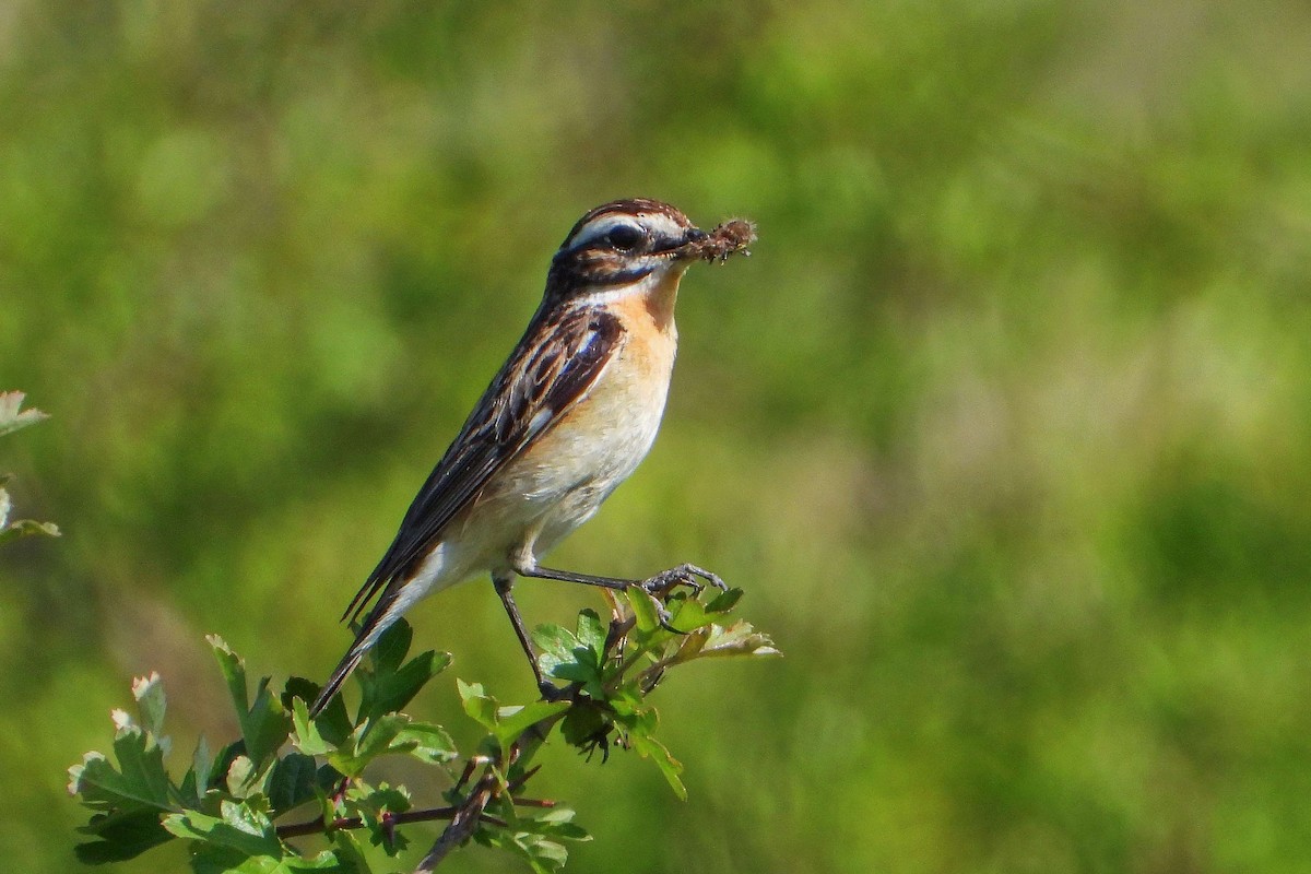 Whinchat - ML620578551