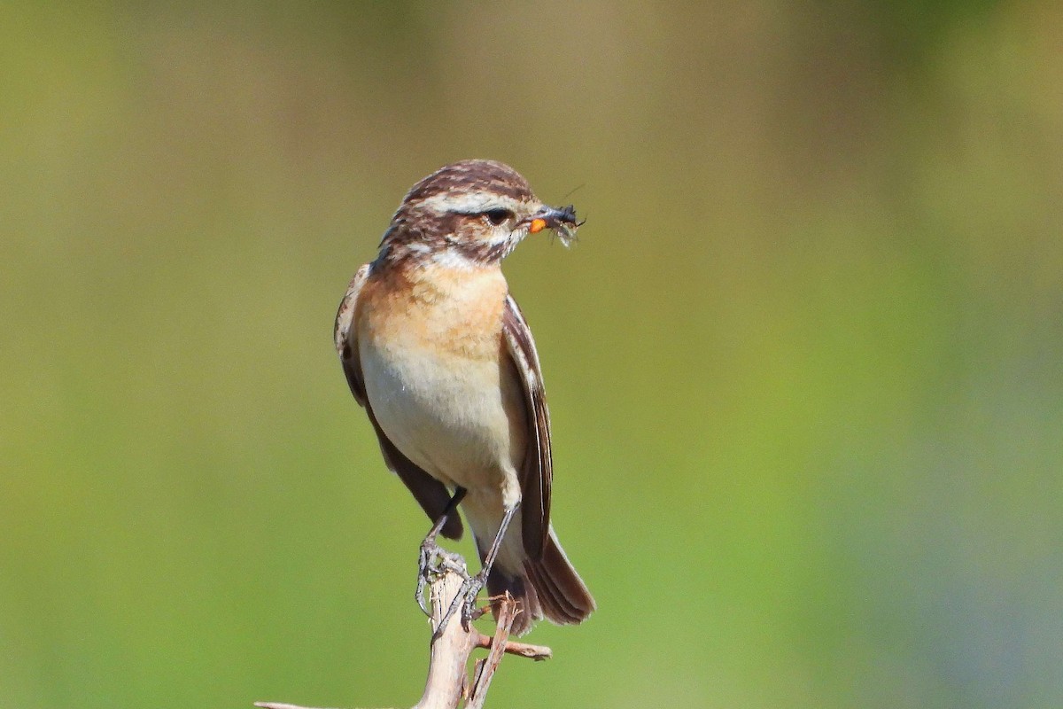 Whinchat - ML620578552