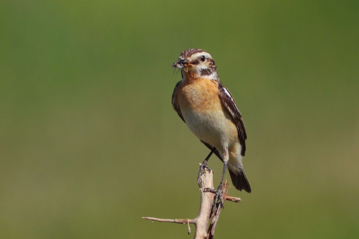 Whinchat - Vladislav Železný