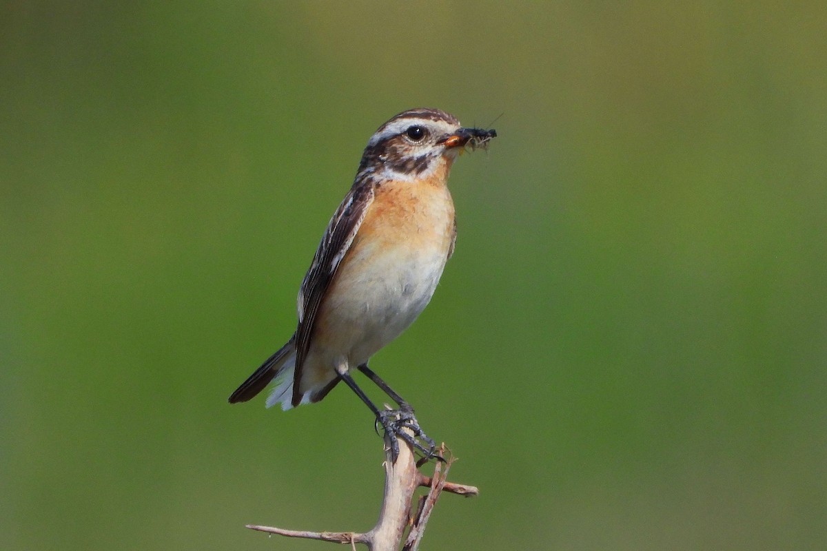 Whinchat - ML620578554