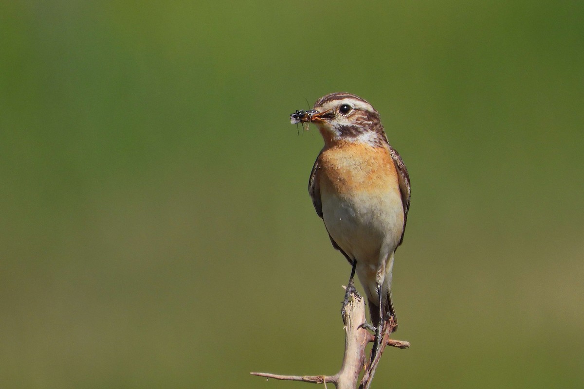 Whinchat - ML620578555