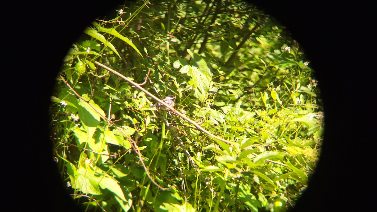 Black-capped Chickadee - ML620578556