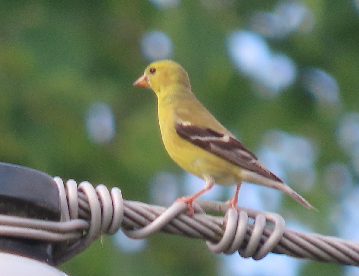 American Goldfinch - ML620578557