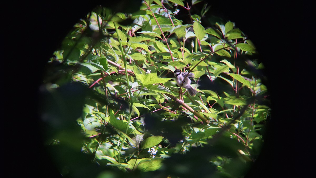 Black-capped Chickadee - ML620578558