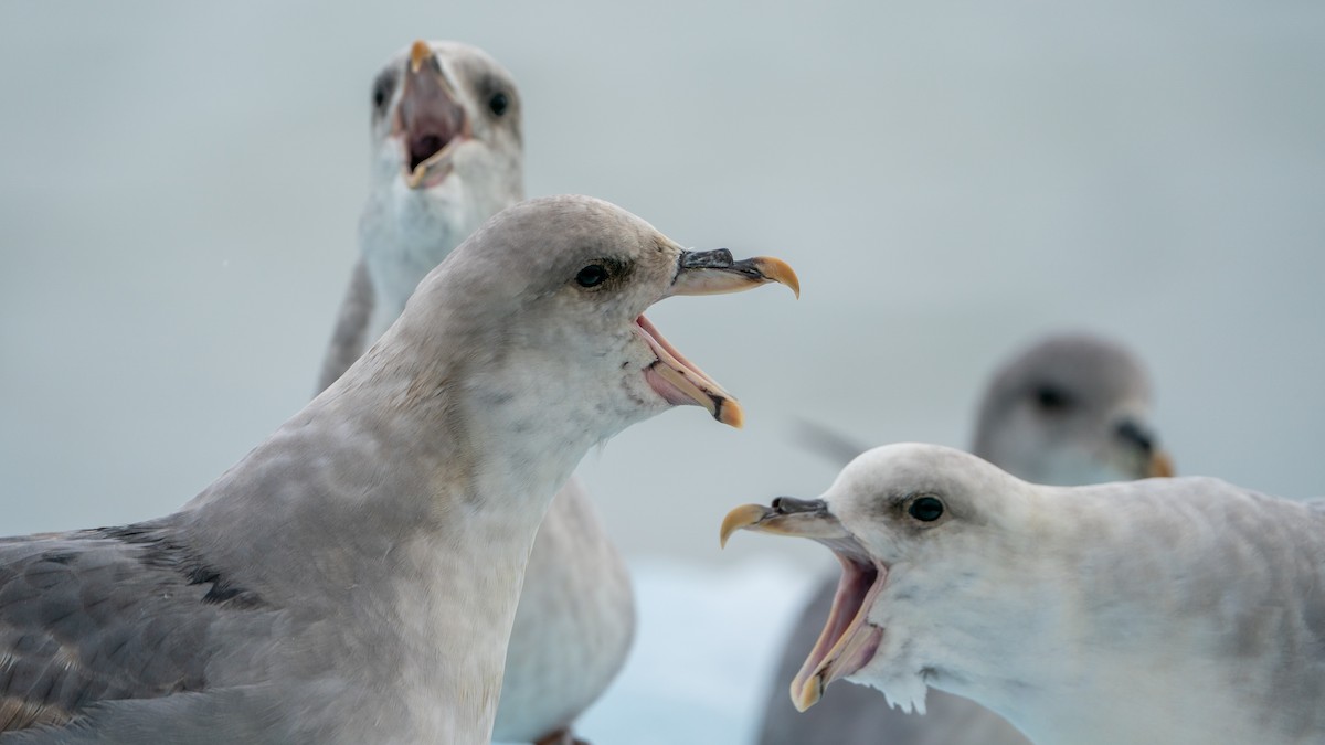 Northern Fulmar - ML620578564