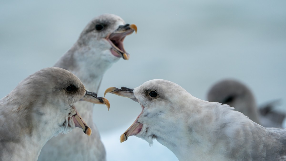 Fulmar Boreal - ML620578565