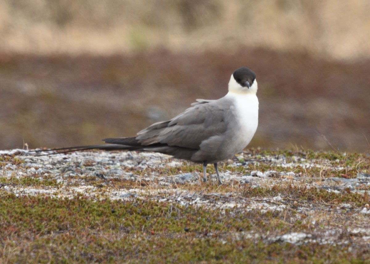 Long-tailed Jaeger - ML620578569