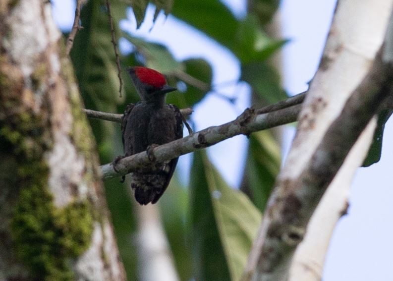 Gray-and-buff Woodpecker - Wei TAN