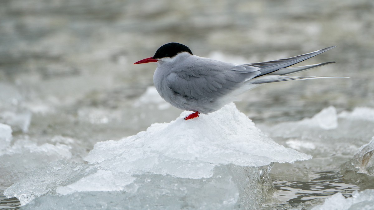 Arctic Tern - Javier Cotin