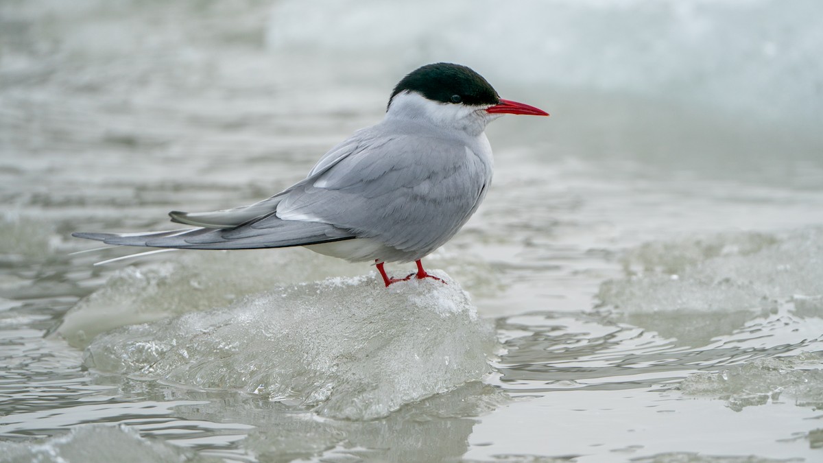 Arctic Tern - ML620578573