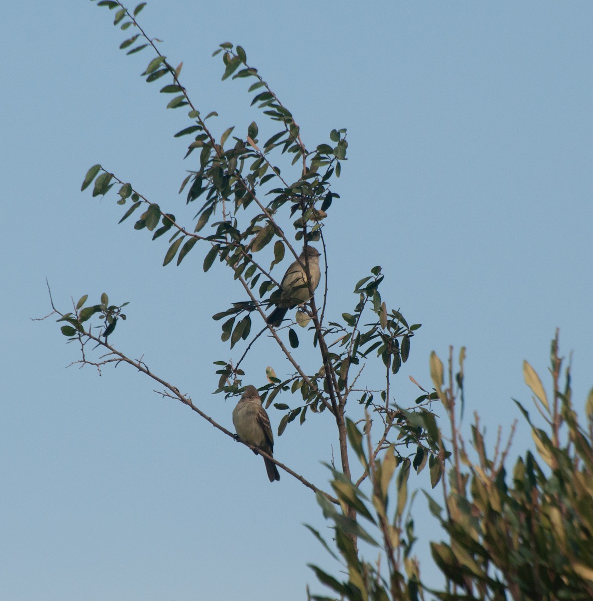 Yellow-bellied Elaenia - ML620578580