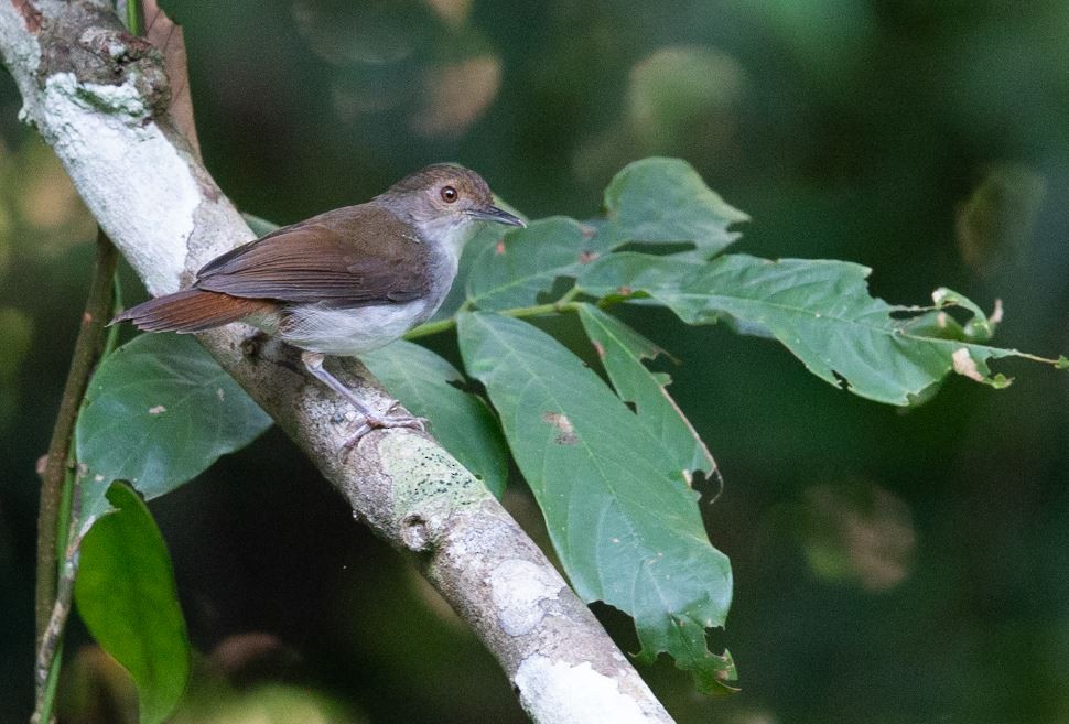 White-chested Babbler - ML620578590