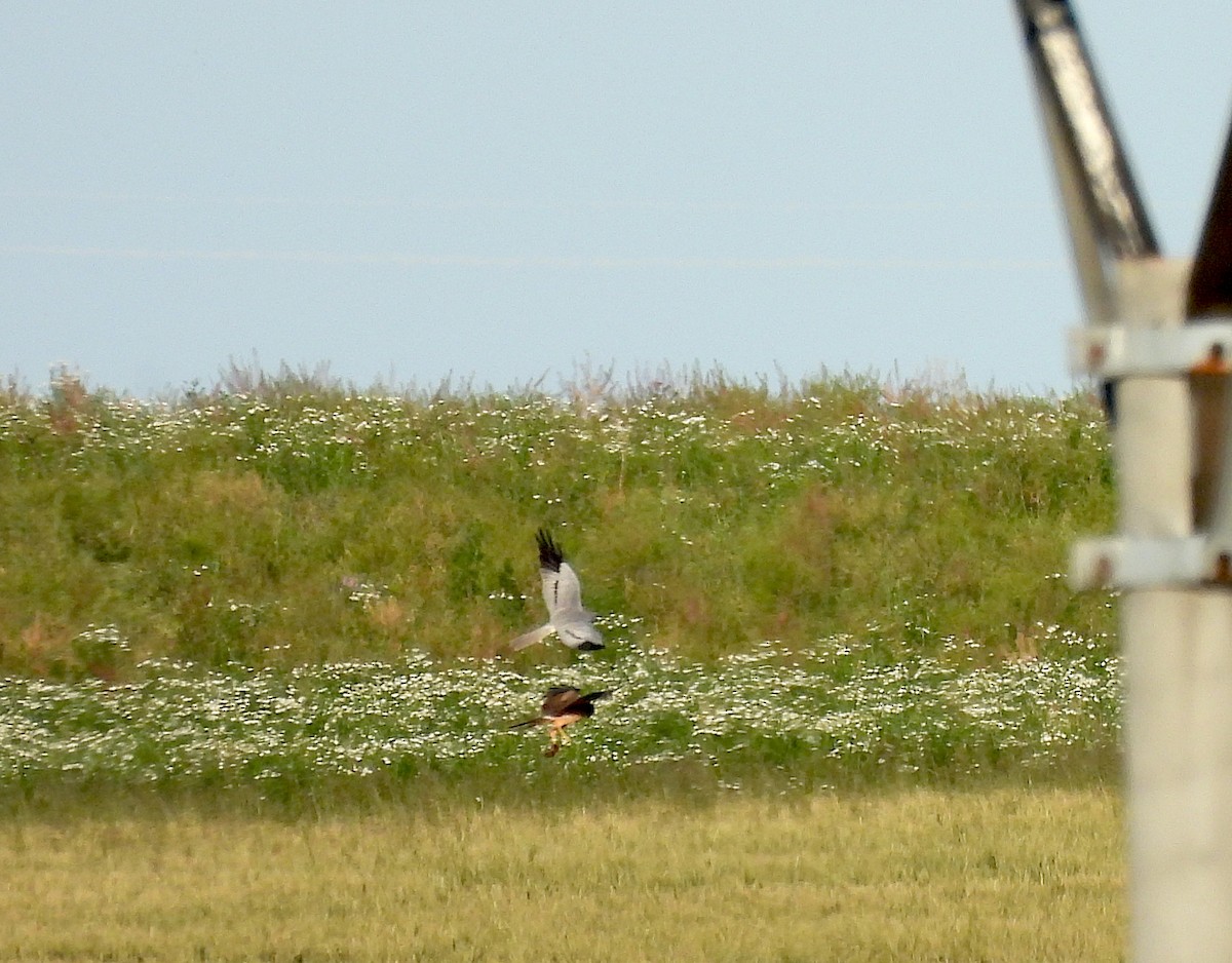 Montagu's Harrier - ML620578593