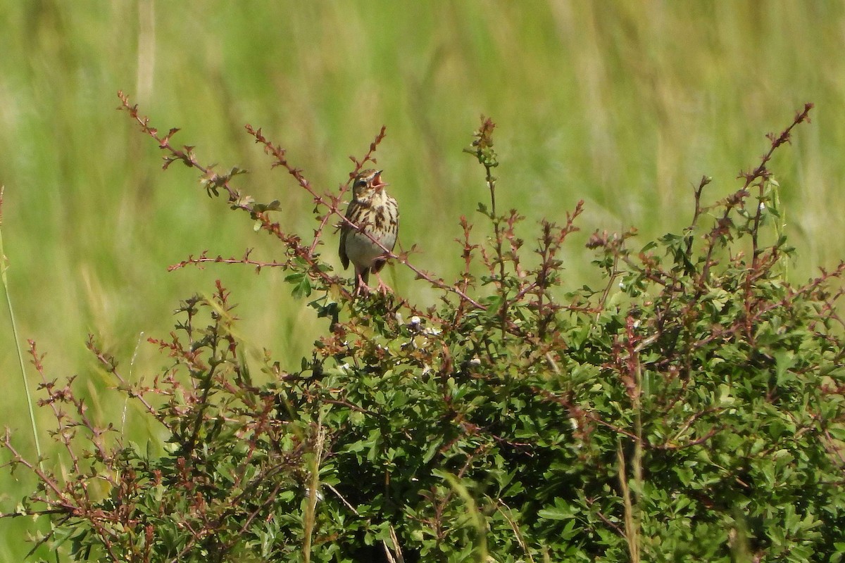 Tree Pipit - Vladislav Železný