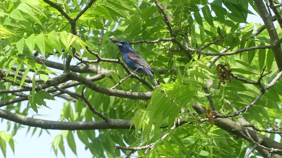 Blue Grosbeak - Leslie Sours