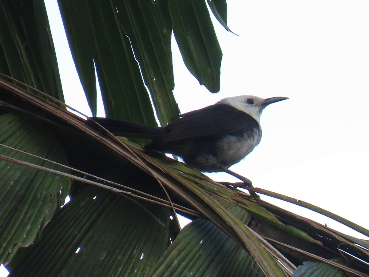 White-headed Wren - ML620578603