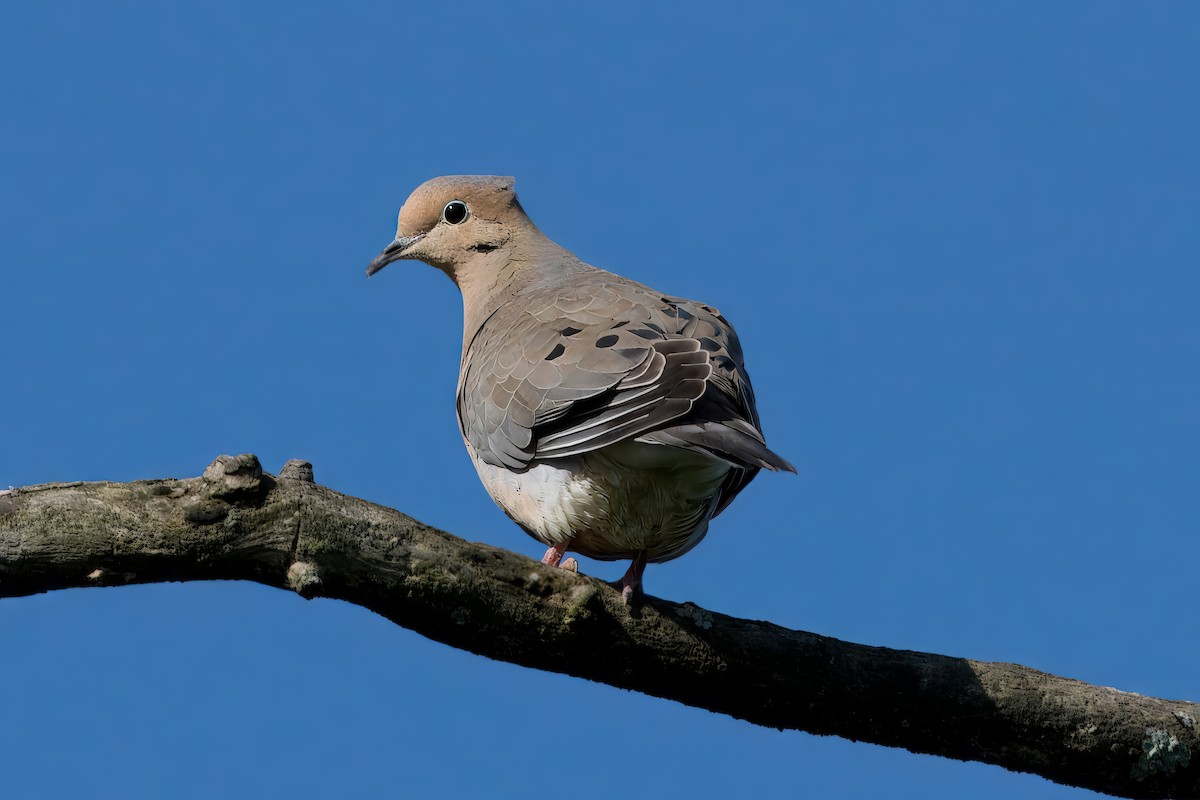 Mourning Dove - ML620578612