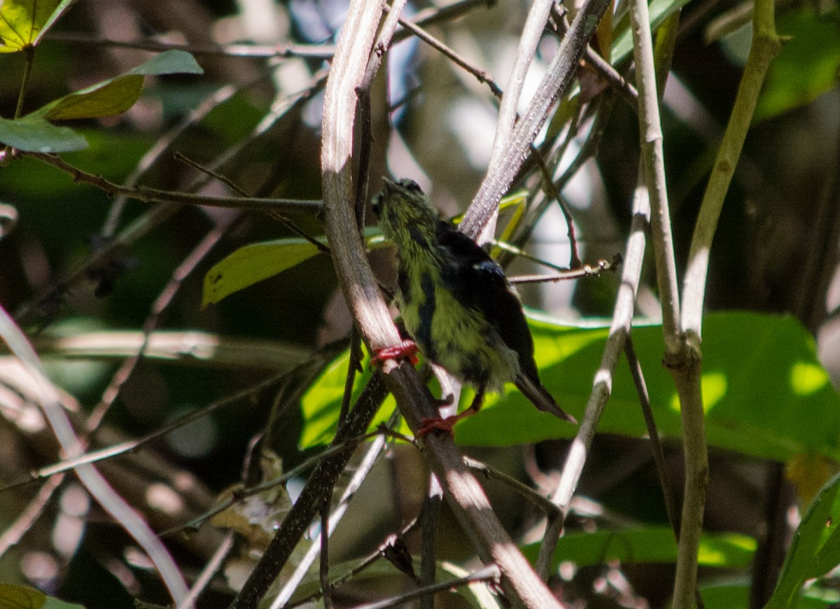 Red-legged Honeycreeper - Eduardo Vieira 17