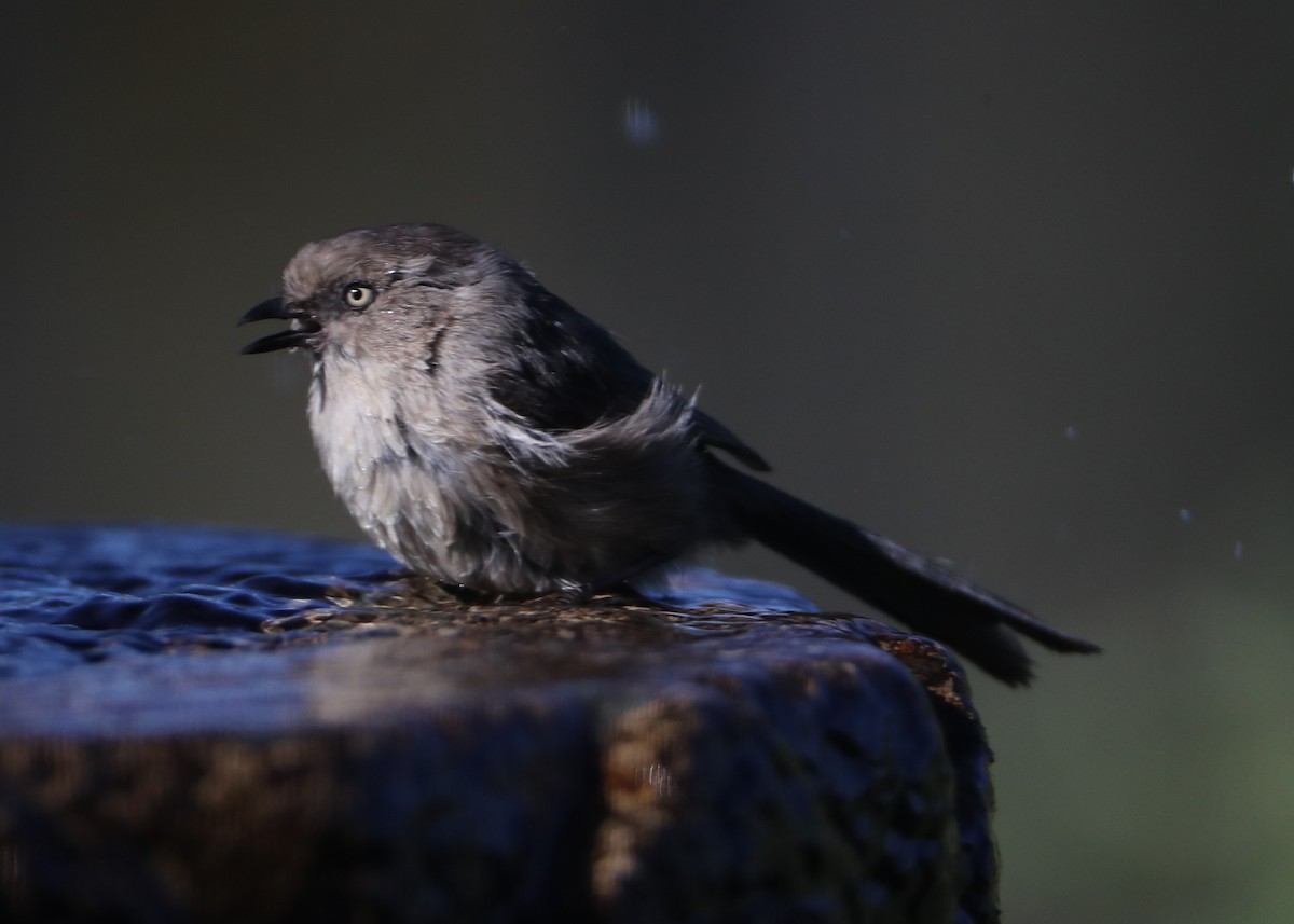 Bushtit - ML620578617