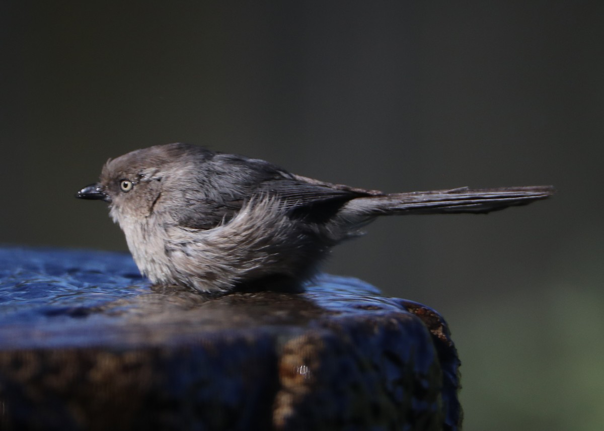 Bushtit - ML620578618