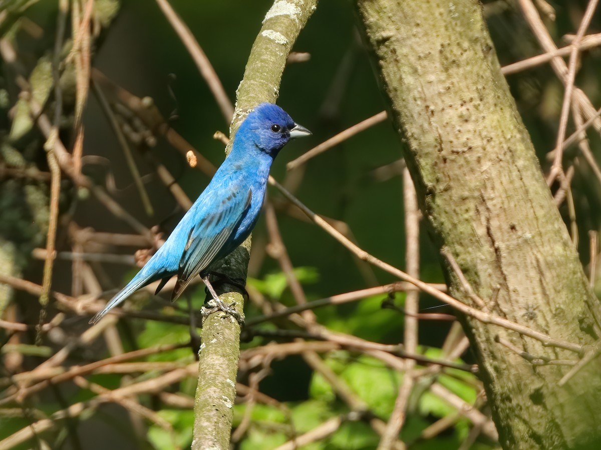 Indigo Bunting - ML620578624